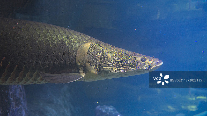 南京海底世界亚马逊河流域巨骨舌鱼图片素材
