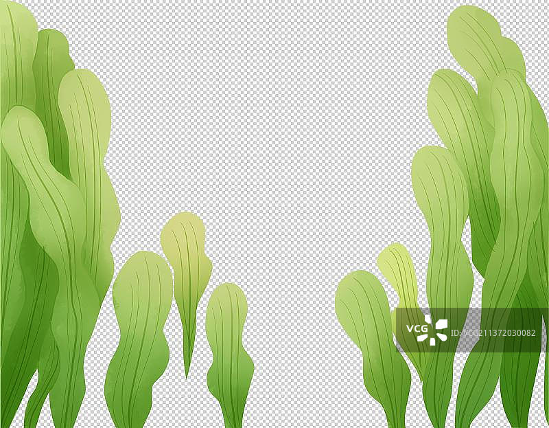 绿色的芦苇叶子图片素材