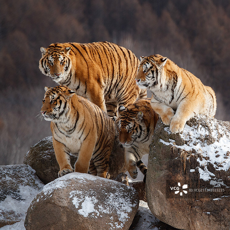 虎虎生威图片素材