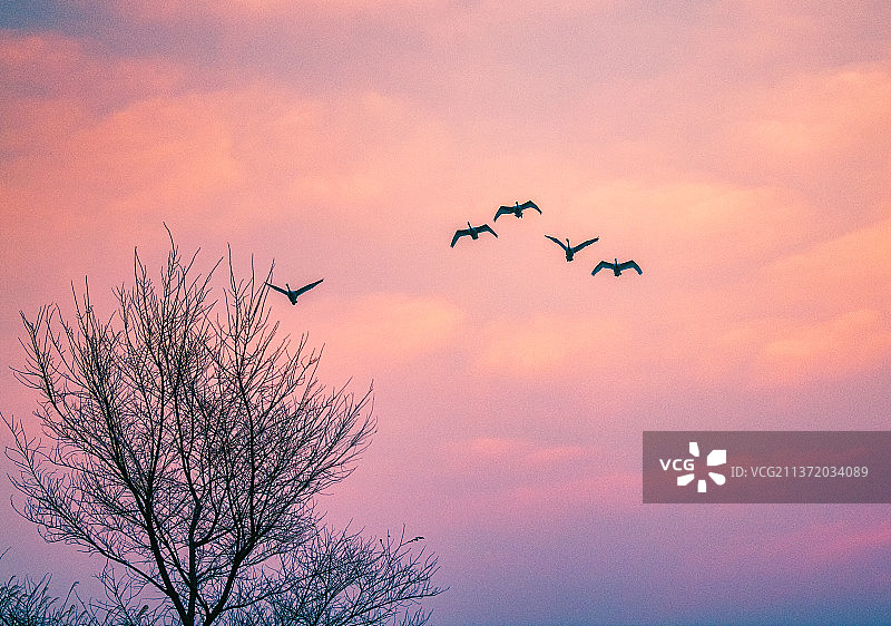 翱翔迎朝晖图片素材