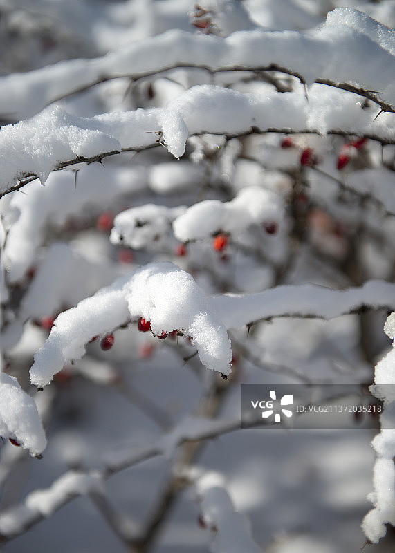 雪中红豆图片素材