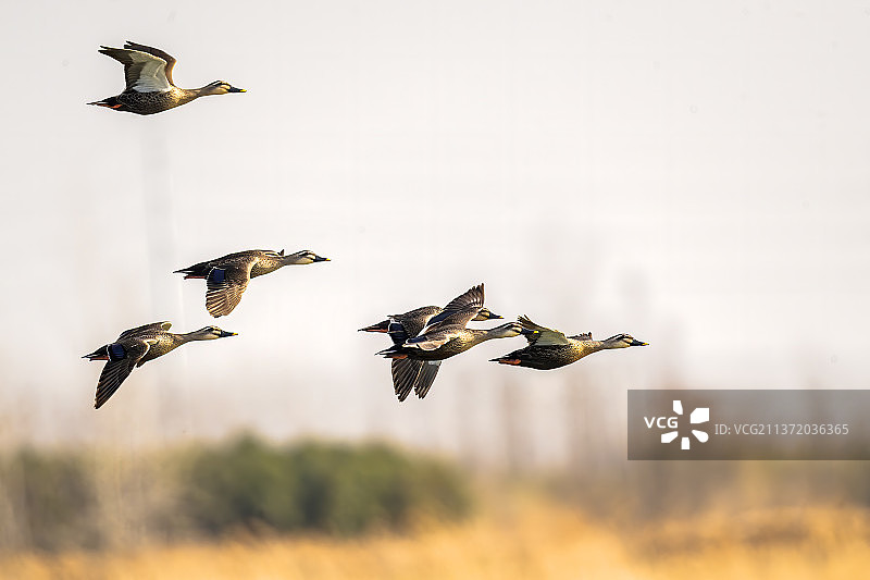 飞过田野•斑嘴鸭图片素材