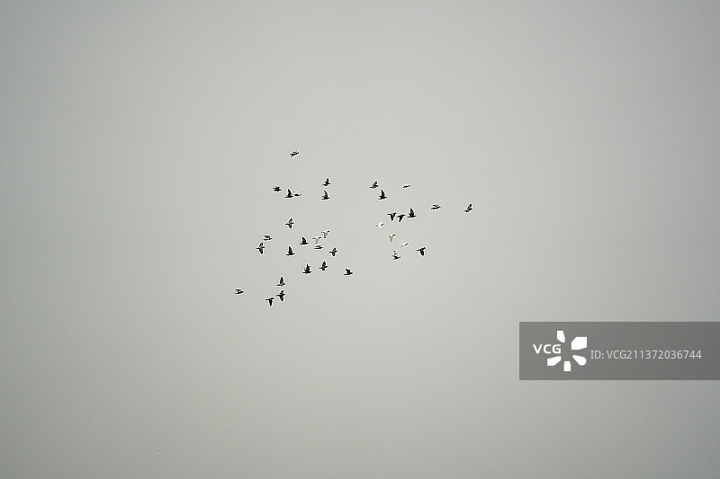 一群鸽子图片素材