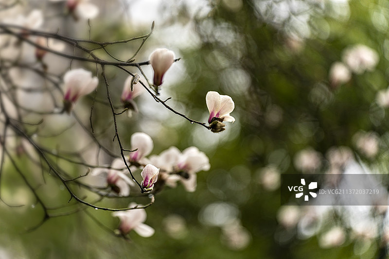 桐花盛开图片素材