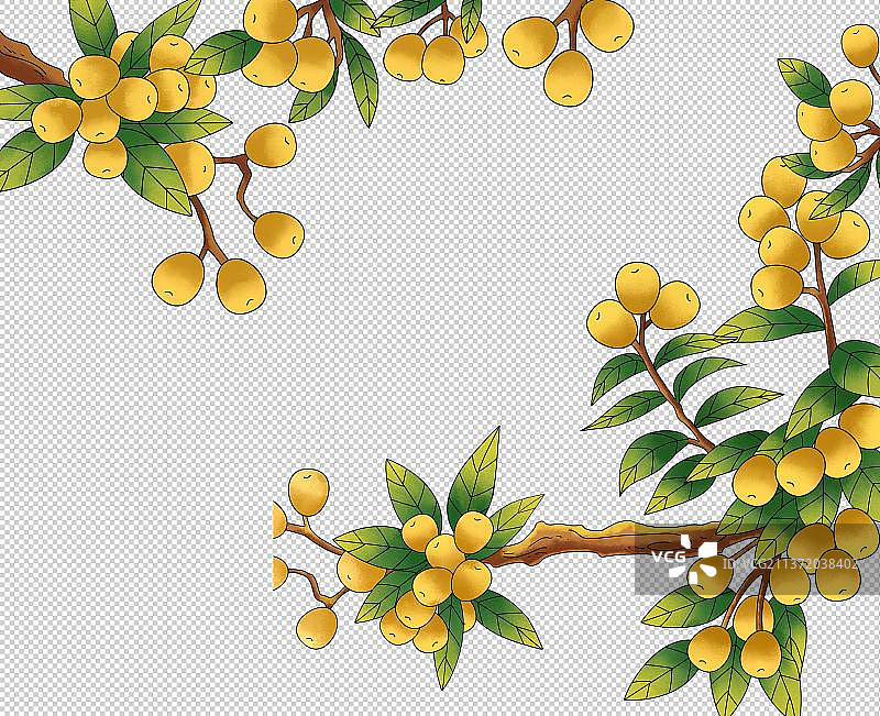 果树琵琶图片素材