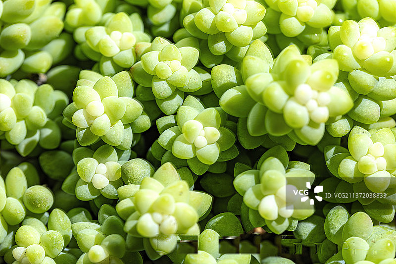 多肉植物图片素材