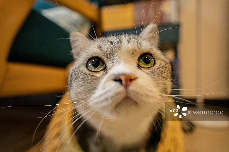 可爱猫猫图片素材