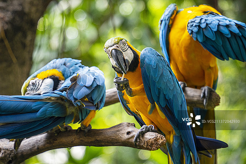 长隆飞鸟乐园图片素材