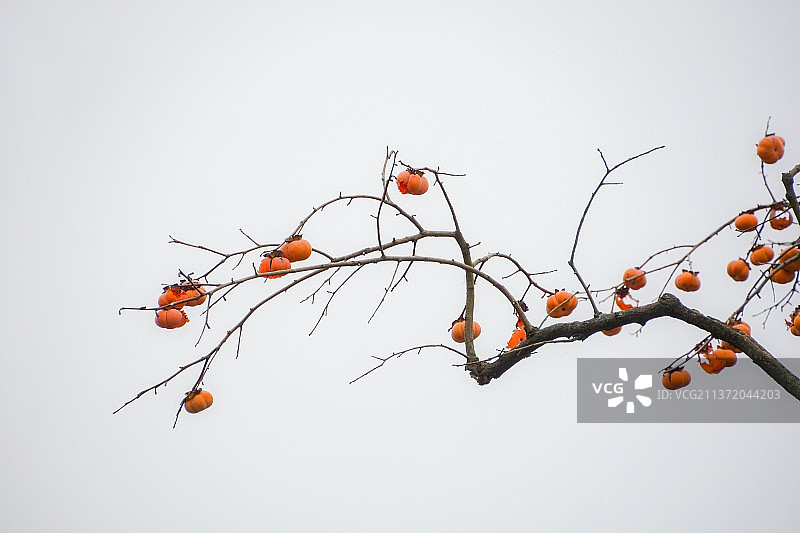 画意柿子图片素材