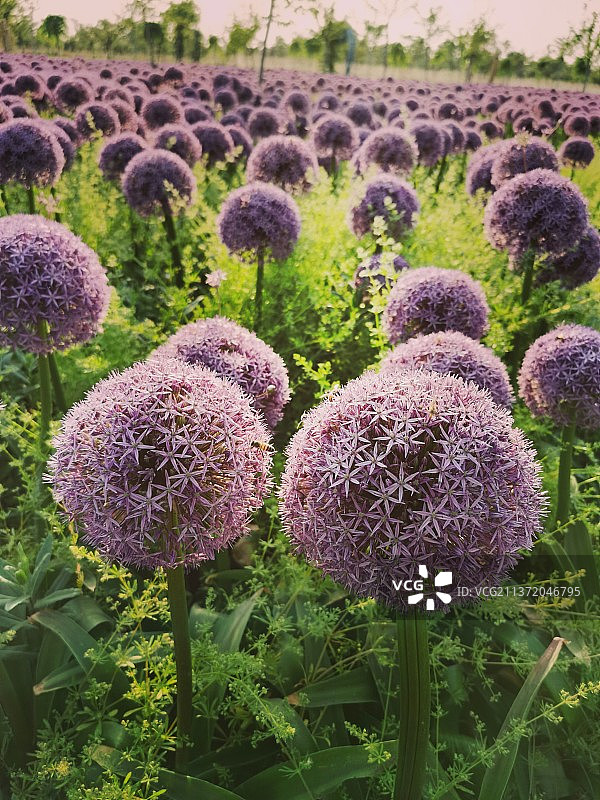 春天花季植物公园大绒球，花葱图片素材