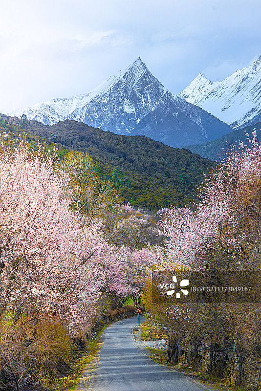 雪山下的樱桃树和道路图片素材