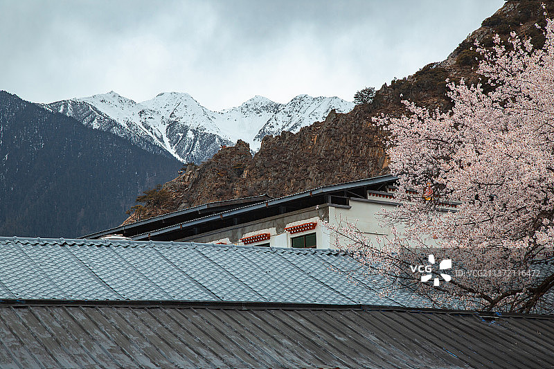 雪山下的藏族建筑和樱桃树图片素材