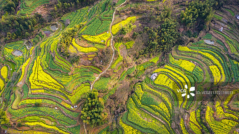 江西婺源油菜花图片素材