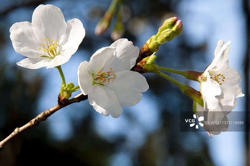 东湖樱花图片素材