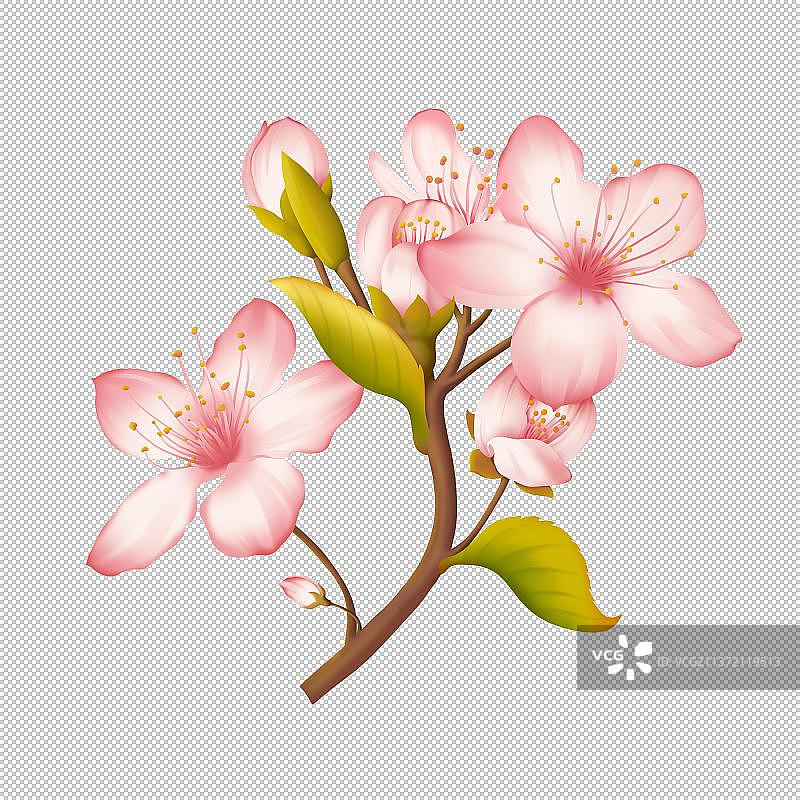 樱花图片素材