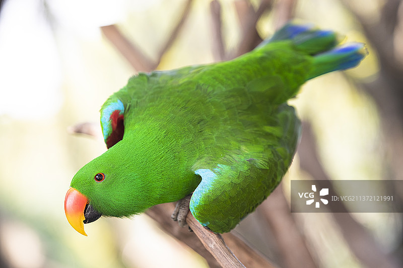 折哀鹦鹉图片素材