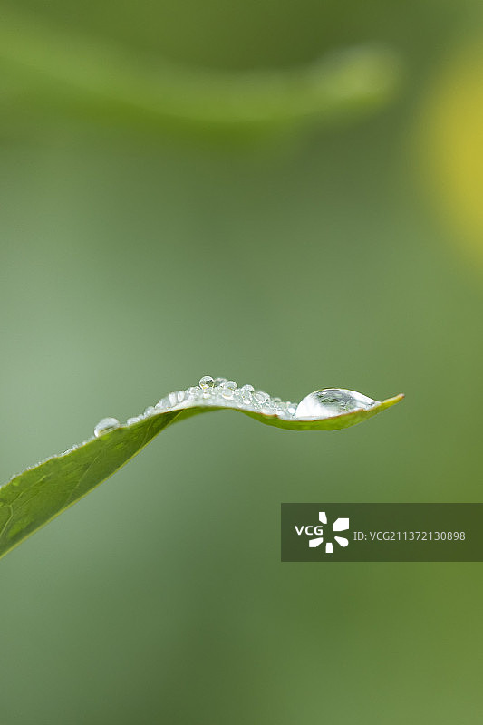 叶子上的水珠，雨后的露珠图片素材