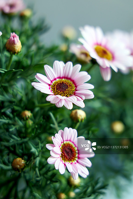 玛格丽特图片素材