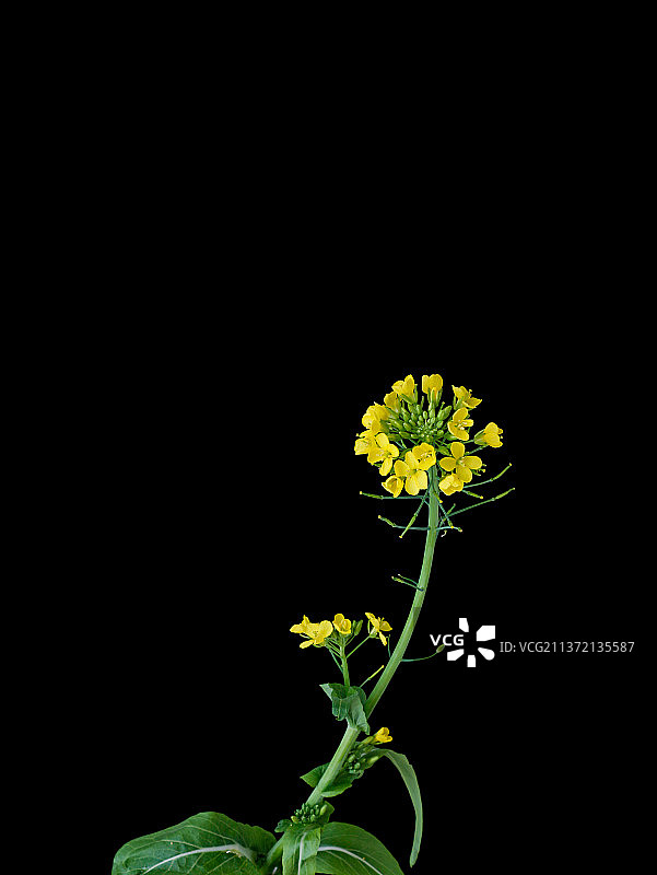 春天大自然中的油菜花图片素材