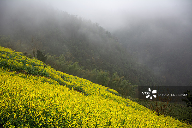 黄山歙县风光 石潭 霞坑镇 石潭村 春天 油菜花 花田 皖南 徽州 徽派建筑图片素材
