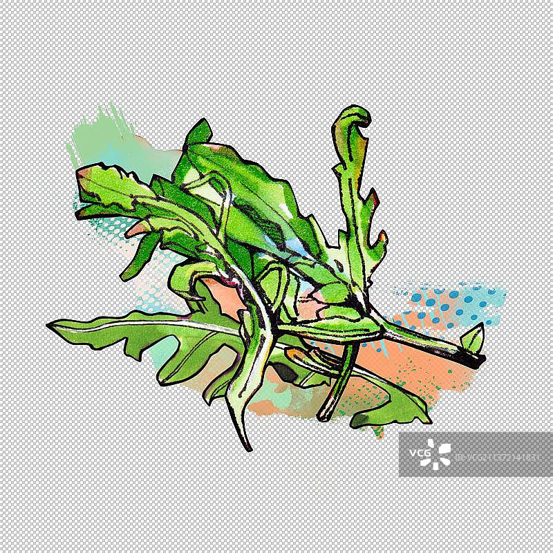 芝麻菜 沙拉菜 水果 蔬菜 有机 食物图片素材