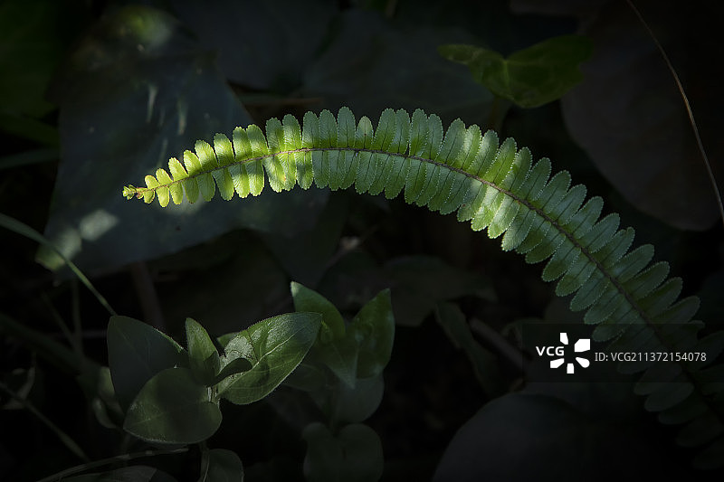 影子中的蕨类植物图片素材