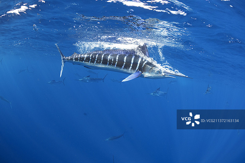 马林鱼捕食沙丁鱼群图片素材