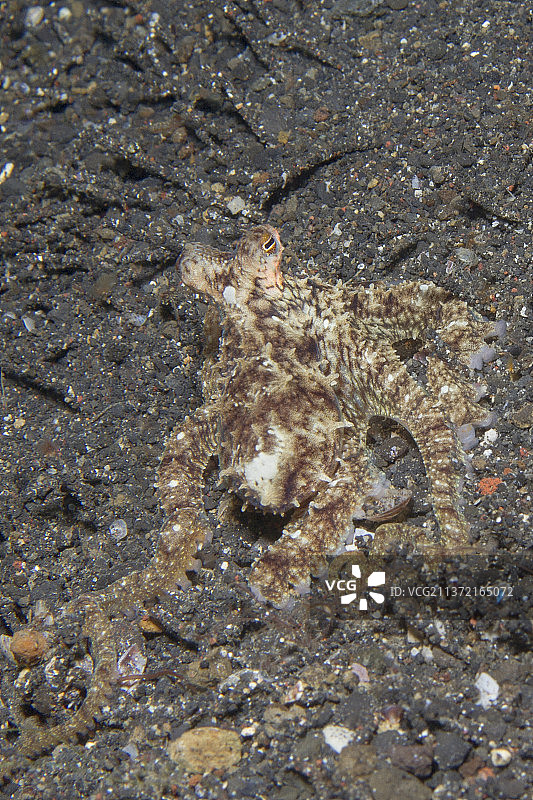 白色章鱼图片素材