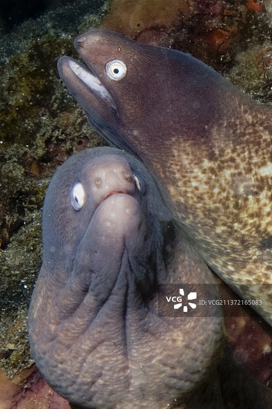 一对白眼海鳗特写图片素材