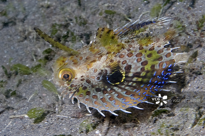 幼年头盔角鱼图片素材