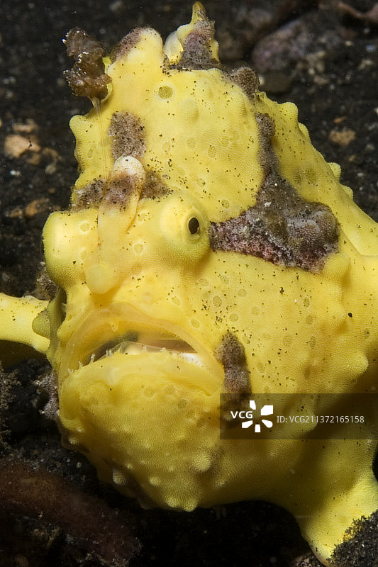 疣状躄鱼特写图片素材