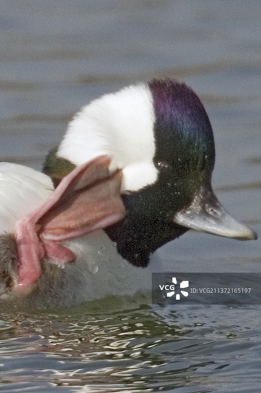 雄性小斑头秋沙鸭近距离挠痒图片素材