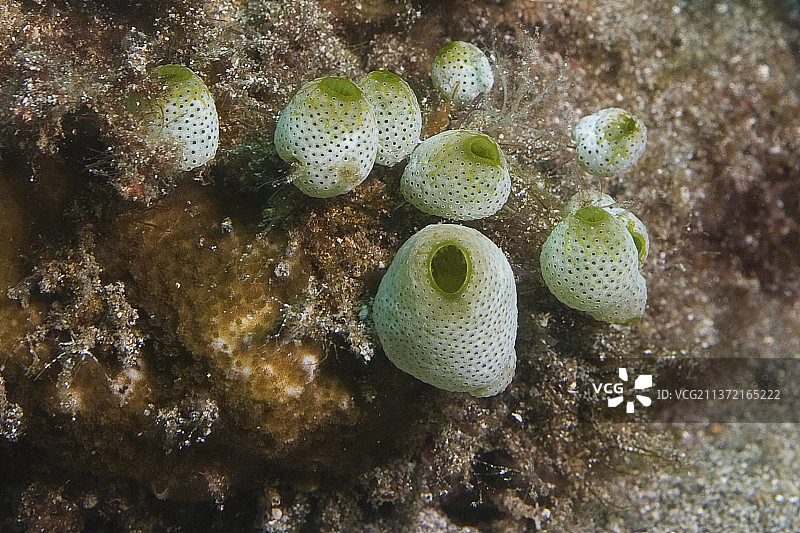 绿桶海鞘图片素材