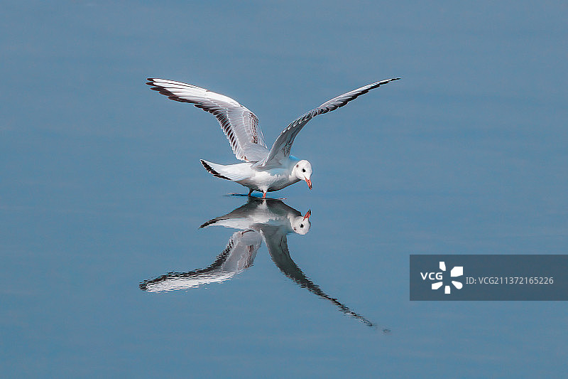 红嘴鸥图片素材