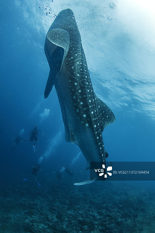 少女在海龟旁边潜水图片素材