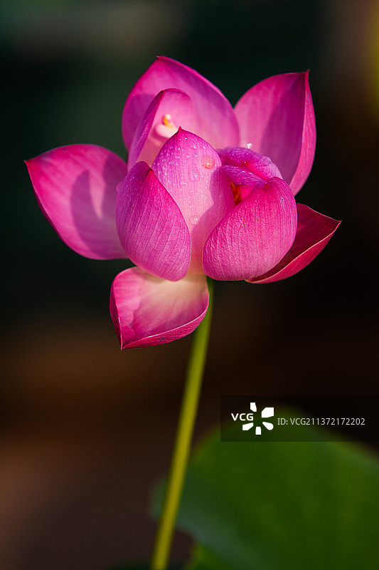 荷 · 色彩图片素材