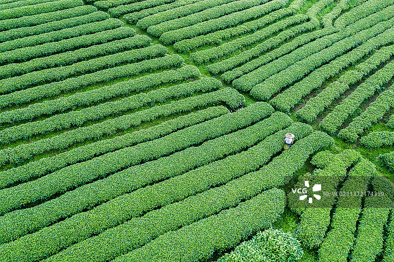茶山茶园自然风光图片素材