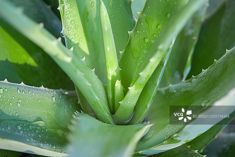 种植的绿植芦荟图片素材