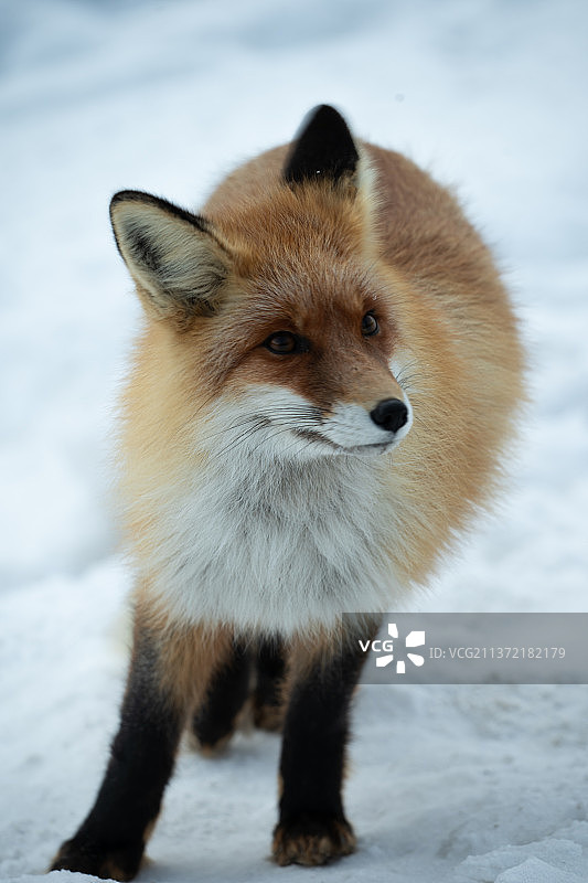 火狐狸图片素材