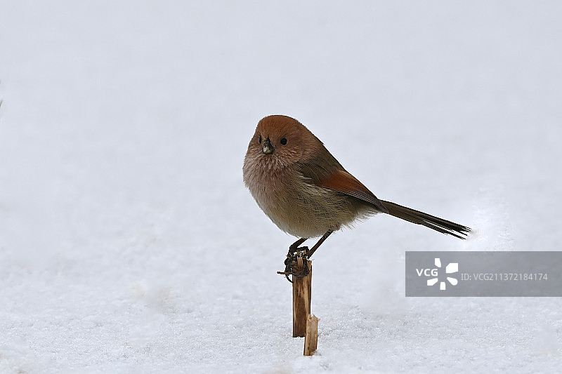 雪地上的棕头鸦雀图片素材