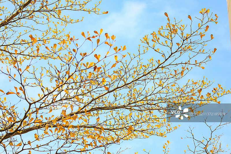 小叶榄仁图片素材