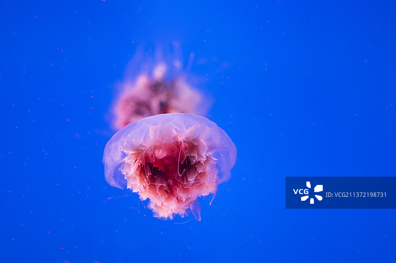 南京海底世界水母馆狮鬃水母图片素材