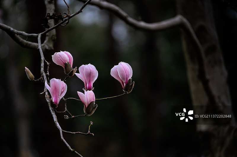 紫玉兰花开朵朵图片素材