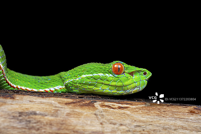 福建竹叶青图片素材