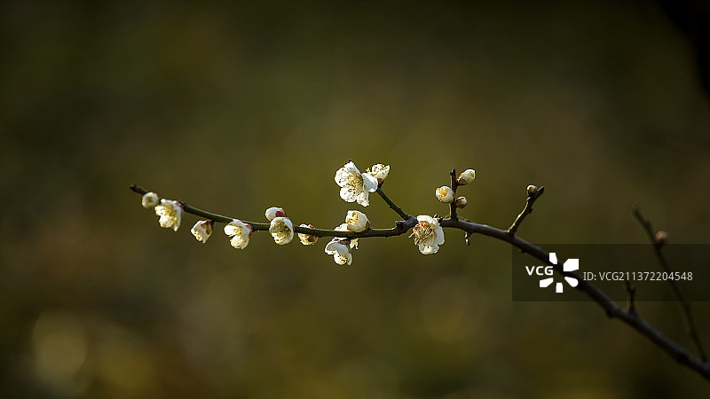 一剪梅图片素材