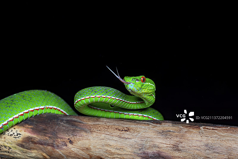 黑夜杀手  福建竹叶青图片素材
