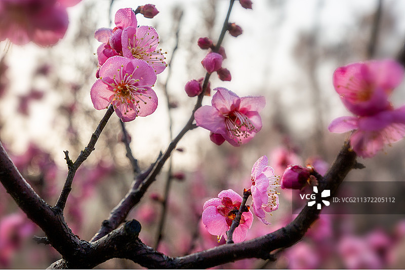 清晨霜露下的红梅图片素材