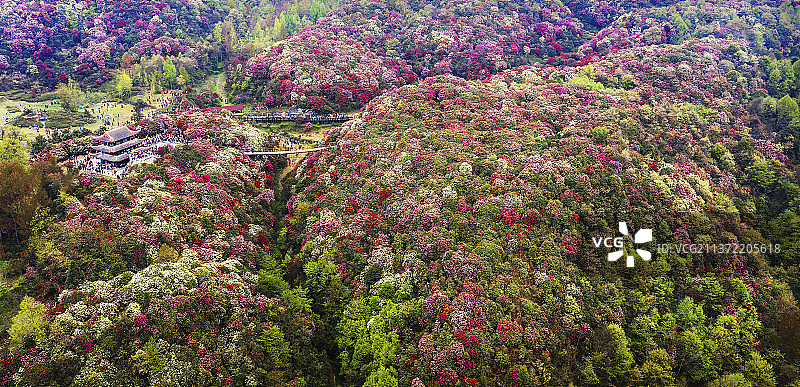 漫山遍野杜鹃花图片素材
