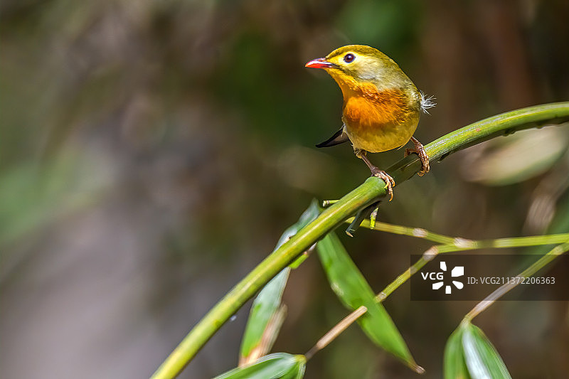 小精灵•红嘴相思鸟图片素材