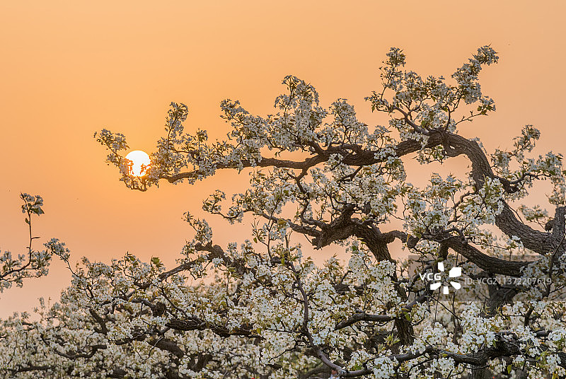 日挂梨枝头图片素材